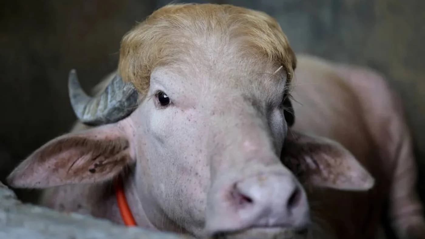Un taureau au Bangladesh épargné du sacrifice en raison de sa ressemblance avec Trump