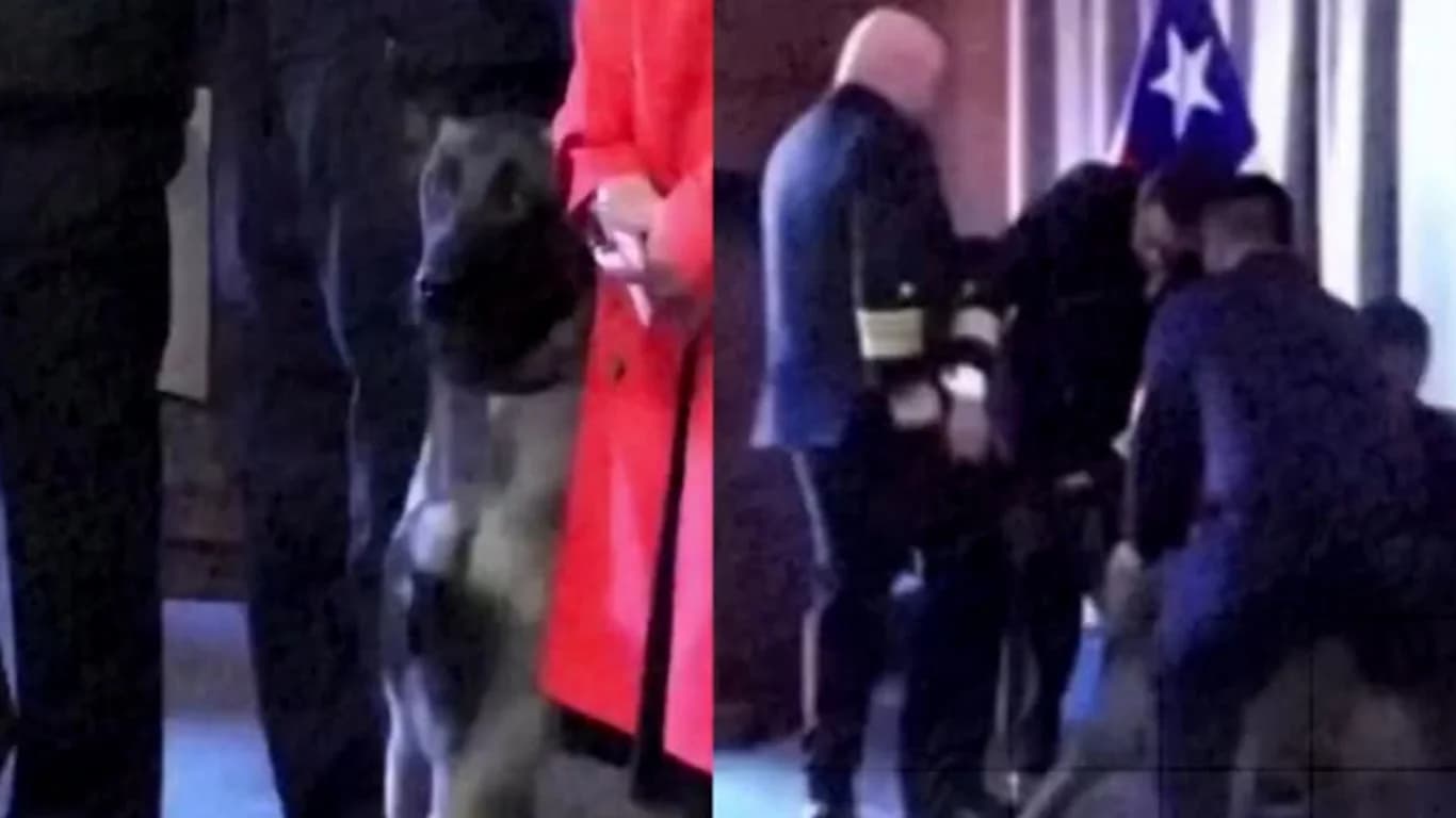 Şili'de komik olay: Hizmet köpeği koramiral'i 'kontrol etti'