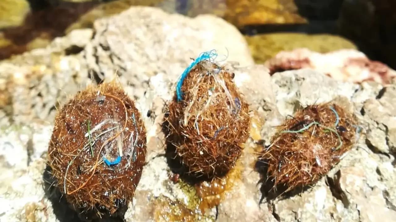 The sea returns plastic to the shore