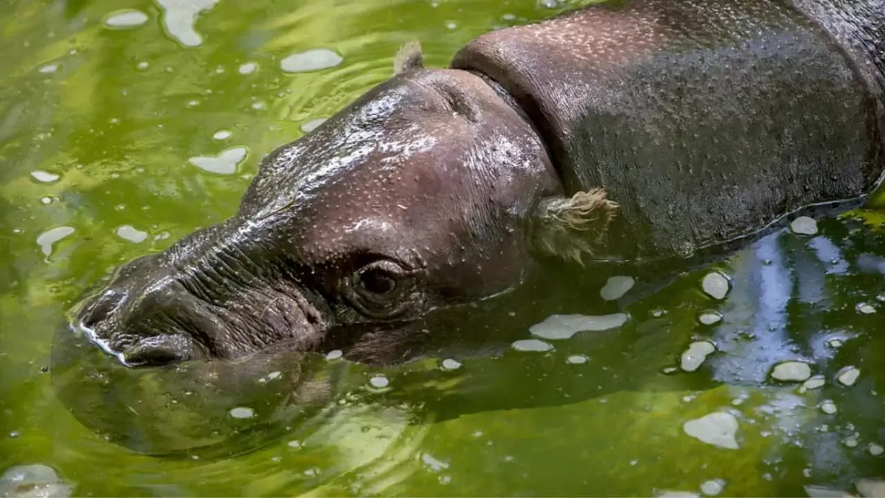 Tivai Island: a refuge for endangered animals