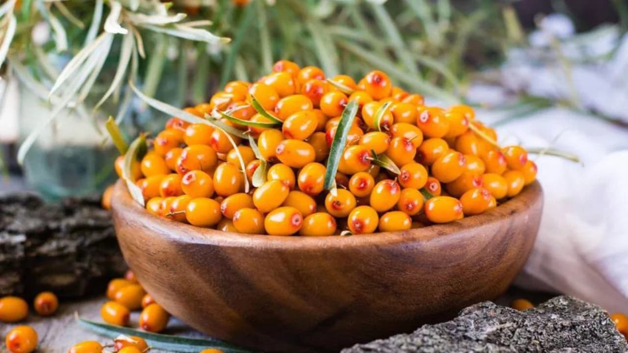 Does sea buckthorn really protect from colds?