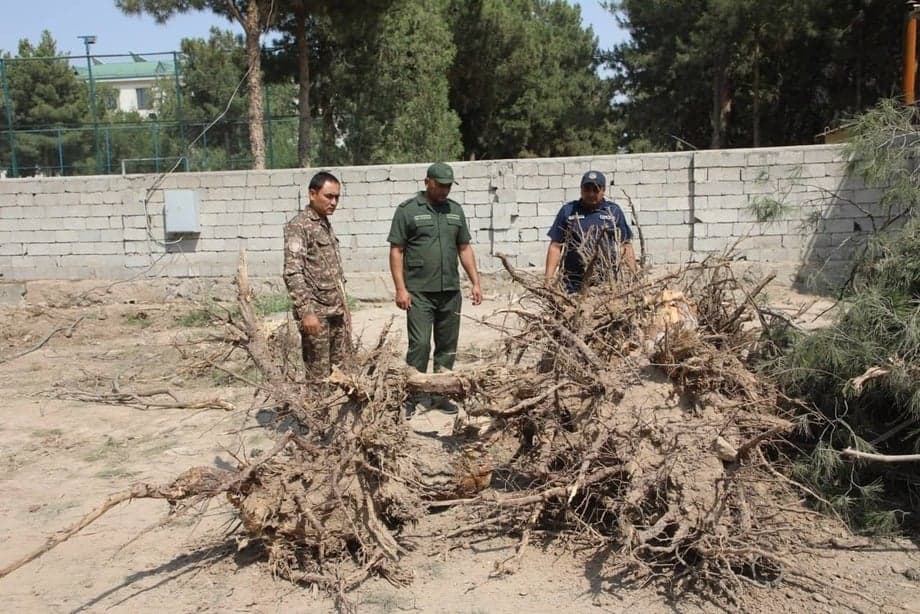 Former official punished for cutting down over 200 trees in Surkhandarya