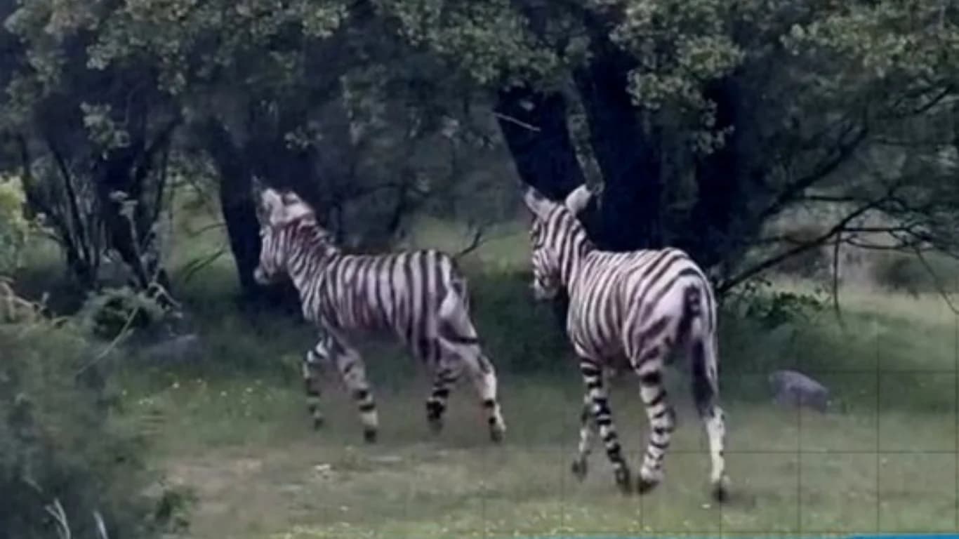 “Fake zebras” cause a stir