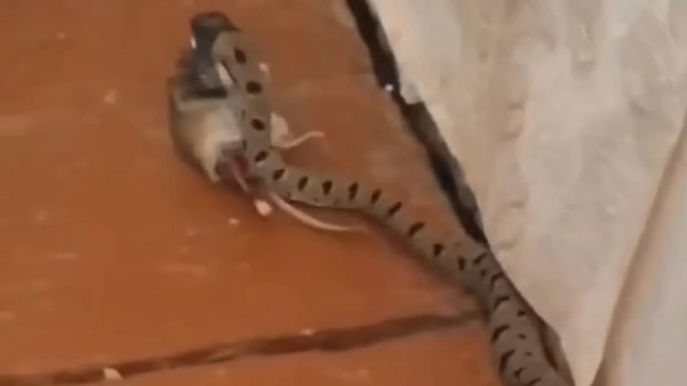 Uy ichida ilon sichqon ovlayotgani tasvirga tushdi