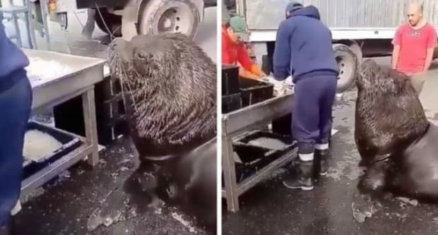 Жанубий Америкада баҳайбат денгиз арслони овқатланиш учун балиқ бозорига келди (фото)