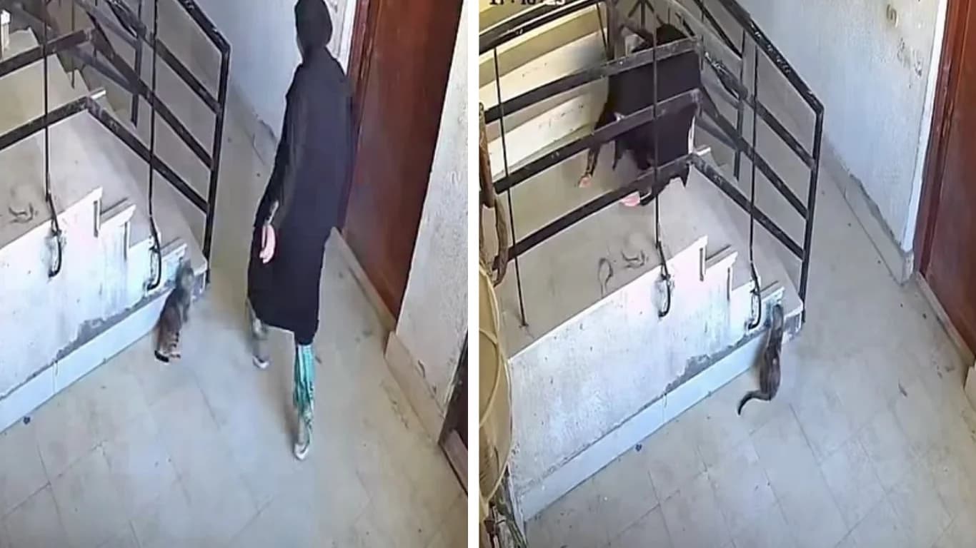 Mushukka qo‘pol munosabat qilgan ayol darhol jazosini oldi