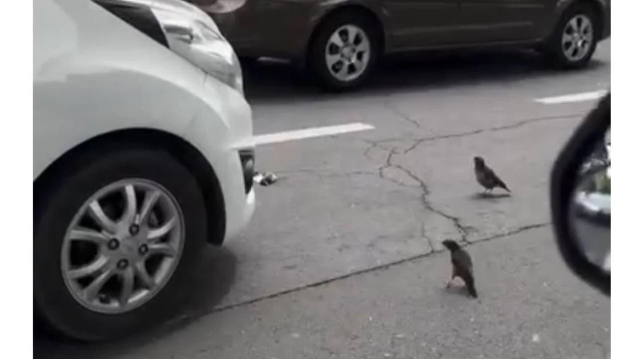Mynas refusing to leave dead companion spark social media discussion
