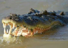 У Англиянинг «Financial Times» газетасида фаолият юритган