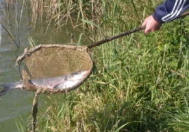 Балиқ гўшти — ёшу қари бирдек севиб истеъмол қиладиган