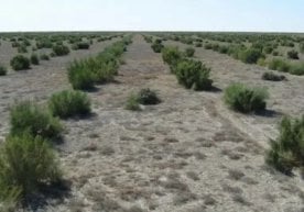 Özbekistan, Aral Gölü'nün kurumuş tabanında kapsamlı