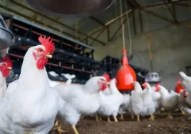 2026 йил 29 январдан бошлаб, Ўзбекистон Ҳиндистондан тирик