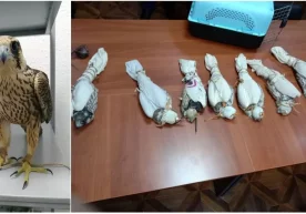Фото: Давлат божхона қўмитаси матбуот хизмати Сирдарё