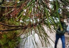 Ўзгидромет 25 декабрь учун об-ҳаво прогнозини эълон қилди.