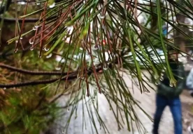 Ўзгидромет 25 декабрь учун об-ҳаво прогнозини эълон қилди.