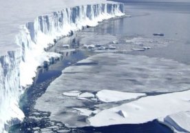 Global isish Arktika hududining o‘simlik va hayvonot