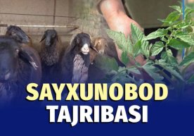 Sayxunobod tajribasi qanday joriy qilinyapti? фото