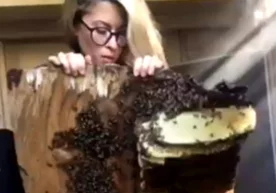 Кадр: YouTube TikTok’да ҳимоя костюмисиз асалариларни