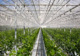 Ўзбекистонда фильтрсиз ишлайдиган кўмир қозонлари