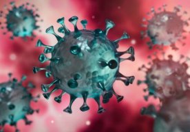 Virus ninzaga o‘xshaydi: organizmda yashiringan holda ko‘payadi фото