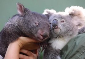 Foto: Australian Reptile Park Avstraliyaning Janubiy Uels