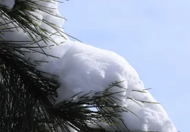 “Ўзгидромет” маълумотига кўра, 24 декабрь куни