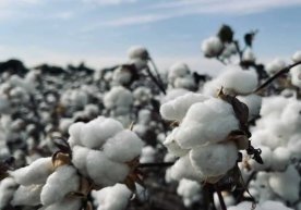 2026 йилдан бошлаб ўз маблағлари ҳисобига ҳосилнинг камида