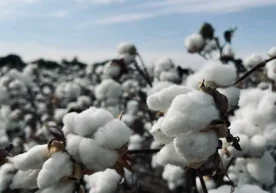 2026 йилдан бошлаб ўз маблағлари ҳисобига ҳосилнинг камида