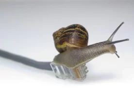 Фото: «GETTY - CONTRIBUTOR» «The Sun» журналистлари