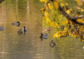 Ўзгидромет 4 февраль куни кузатиладиган об-ҳаво