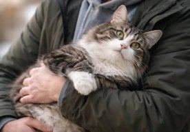 Финляндияда бир эркак уй мушуги вафот этганидан кейин