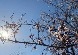 24 март куни Ўзбекистонда об-ҳаво турлича бўлади.