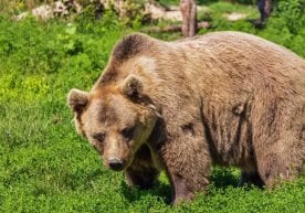 Россиянинг Хабаровск ўлкасида айиқ ҳужумига учраган 36