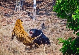 Foto: National Geographic Hindistondagi Tadoba milliy