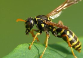 Австрияда күтпеген және әдеттен тыс жағдайға байланысты