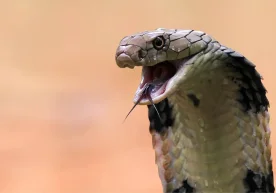 A tragic incident has occurred involving a German tourist