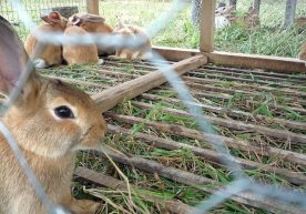 Қорақалпоғистонлик ишсиз ёшларга қуён боқиш учун субсидия ажратилади фото