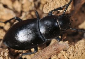 Ўзбекистон ва Россия олимлари ҳамкорлигида олиб борилган