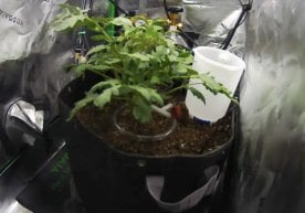 AI технологиялари яна бир маротаба одамларни ҳайратда