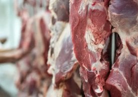 Қозоғистон ҳукумати қорамол гўшти экспорти учун махсус
