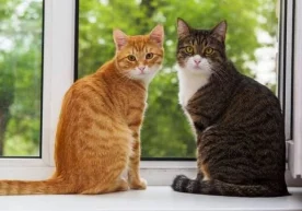 Шимолий Ирланидия пойтахти Белфаст шаҳридаги Қироллик