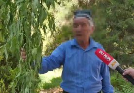 Samarqandda giyohvand o‘simliklar yetishtiriladigan «plantatsiya» fosh etildi фото