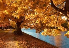 Жума, 31-октябр куни Ўзбекистон вилоятларида ҳаво ҳарорати