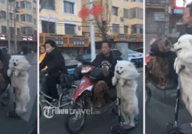 Хитойнинг Хух-Хото шаҳрида яшовчи киши ўз итини