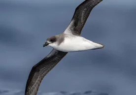 Small seabirds – during a storm they enter wind and waves