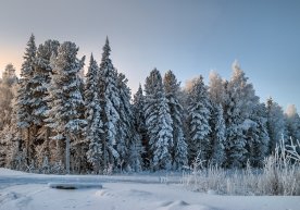 Муҳожирликда Сибир ўрмонларида қорга кўмиб кетилган бухоролик аёл ҳикояси фото