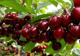 Ўзингиз ёқтирган маҳсулотларни истеъмол қилиш ёқимли,