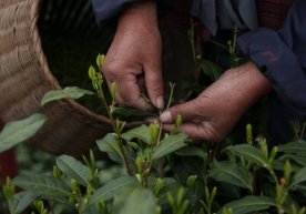 Xitoyda choy 6 ming yil avval etishtirila boshlagani ma’lum bo‘ldi фото