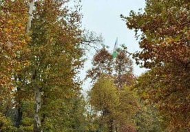 7 ноябр куни Тошкентда кундузи ҳаво ҳарорати +10…+12