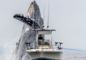 Калифорнияда балиқчилар қайиғи ёнидан улкан кит сузиб чиқди (видео) фото