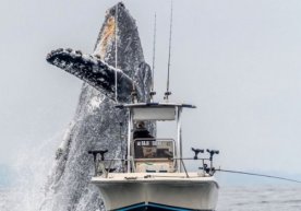 Foto: TravelAsk Kaliforniyadagi Monterey ko‘rfazidagi
